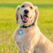 MYLUCKYTAG NFC & QR Pet ID Tag with Location Alerts
