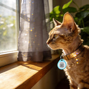Pet Identification Tags for Dogs & Cats, Everyday Use