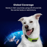 Averia GPS Dog Collar with Activity & Location Tracking