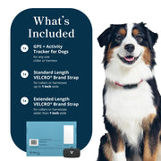 Petivity Smart GPS Dog Tracker with Activity Monitoring