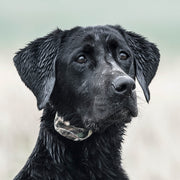 SportDOG WetlandHunter 425X Remote Dog Training Collar