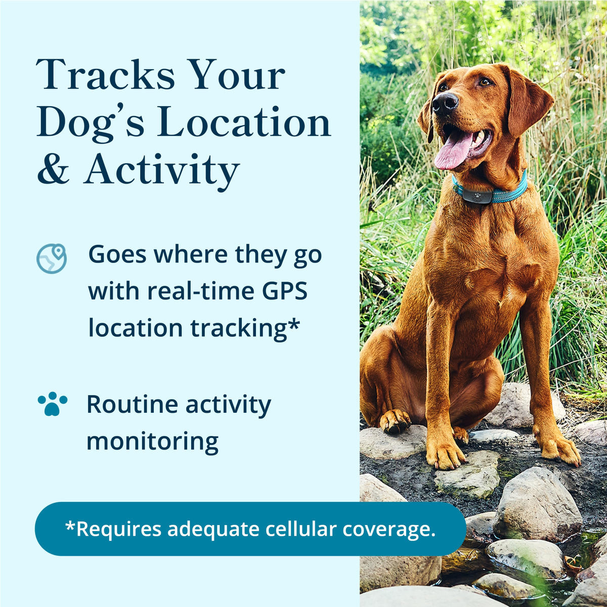 Petivity Smart GPS Dog Tracker with Activity Monitoring