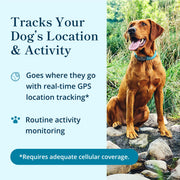 Petivity Smart GPS Dog Tracker with Activity Monitoring